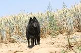 SCHIPPERKE 090